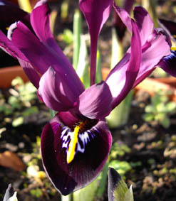 Iris histrioides 'George'